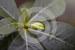 a beautiful dewdrop at the tip of a leaf after the rain