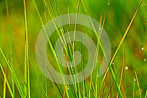 Beautiful dewdrops  on grass edge