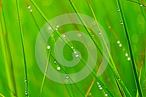 Beautiful dewdrops  on grass edge