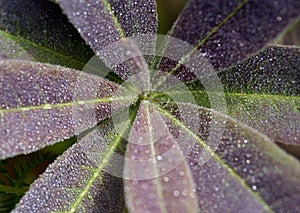 Beautiful dewy flower in the autumn (Colchicum autumnale)