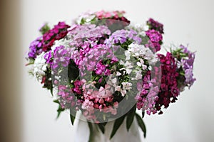 Beautiful Dianthus Star flowers with many colors in the vase