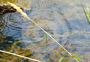 Beautiful dice snake swimming on the bottom of a shallow river