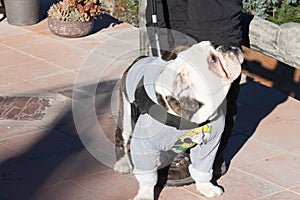 Beautiful and diferent white and brown dog at Galipan`s town Venezuela