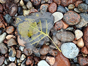 Colorful autumn leaf on sea stones, Lithuania