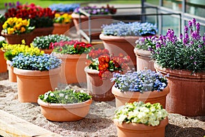 Krásný odlišný květiny v keramický květináče na jaře 