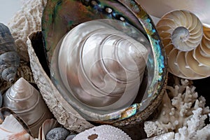 Beautiful different tropical sea shells white pearly Trochus Tectus niloticus, corals, close up