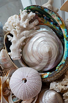 Beautiful different tropical sea shells white pearly Trochus Tectus niloticus, corals, close up