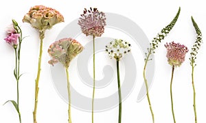 Beautiful different types of single flowers in soft colors