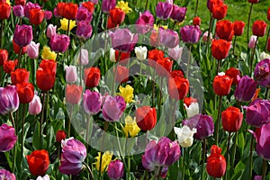 Beautiful differently colored tulips
