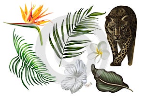 Beautiful digital set with tropical leaves, plumeria flowers and .strelitzia flowers, animal leopard