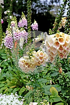 Beautiful Digitalis also known as Foxglove plant in Royal Botanic Gardens, Sydney, Australia