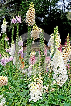 Beautiful Digitalis also known as Foxglove plant in Royal Botanic Gardens, Sydney, Australia