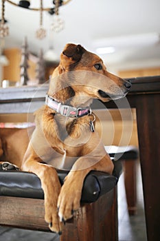 Beautiful Dignified Mix Breed Dog Laying at Home Kitchen Table