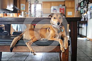 Beautiful Dignified Mix Breed Dog Laying at Home Kitchen Table