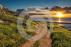 Beautiful dirt road through the flowers along the shore of the Mediterranean Sea at sunset. Cyprus