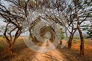 Beautiful dirt road with tunnel of trees and vanishing point