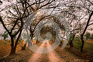 Beautiful dirt road with tunnel of trees and vanishing point at sunset