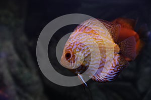 Beautiful discus fish in aquarium water