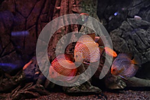 Beautiful discus fish in aquarium water