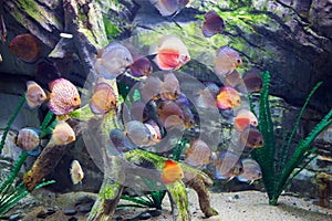 Beautiful discus fishes in water