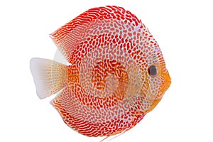 Beautiful Discus Penang Eruption fish Symphysodon