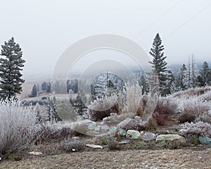 Beautiful display of hoarfrost in a winter garden