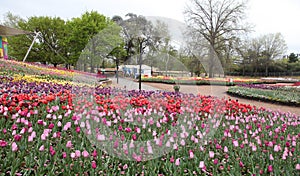 Beautiful Colorful tulip flowers Floriade