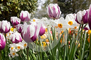 Beautiful display of white tulips with deep purple markings and white narcissus