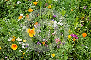 Beautiful display wild flowers