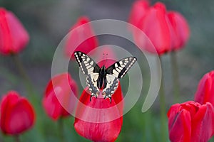 Beautiful diurnal Old World swallowtail Papilio machaon sits on bud of red tulip. photo