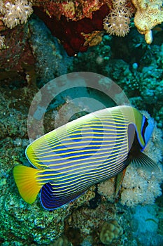 Beautiful and diverse coral reef with fishes of the red sea in Egypt