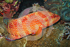 Beautiful and diverse coral reef with fishes of the red sea in Egypt