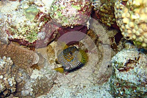 Beautiful and diverse coral reef with fishes of the red sea in Egypt