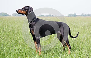 Beautiful doberman pinscher