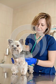 Beautiful doctor vet small cute dog breed Yorkshire Terrier with a stethoscope in a veterinary clinic..Happy dog on medical