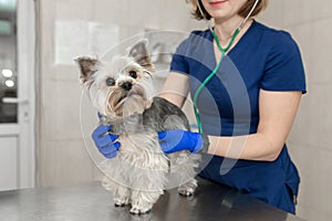 Beautiful doctor vet small cute dog breed Yorkshire Terrier with a stethoscope in a veterinary clinic..Happy dog on medical