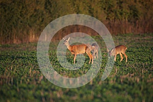 Beautiful doe are feeding in the meadow