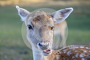 Beautiful doe in the meadow