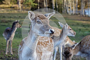 Beautiful doe in the meadow