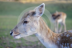 Beautiful doe in the meadow