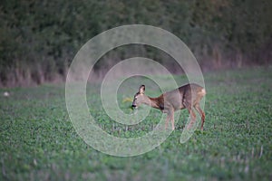 Beautiful doe in the meadow before nightfall