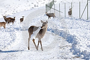 Beautiful doe and a metal enclosure on the snowy mountains of Shamakhi district, Azerbaijan