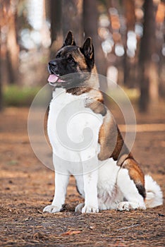 Beautiful dog of the American Akita breed, sits with an interested muzzle in the forest. Fluffy, woolly young pet. The