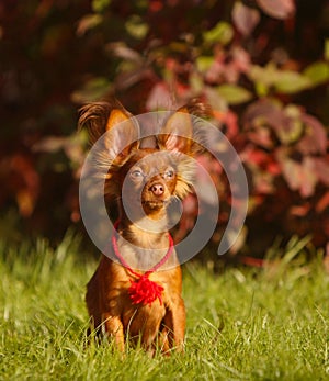 Beautiful dog in the autumn landscape. Puppy with his ears. Pet.