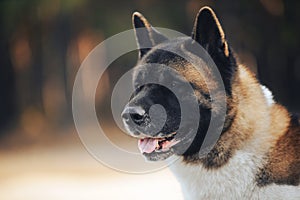 Beautiful dog breed American Akita, portrait with an interested muzzle in the forest. Fluffy, woolly young pet. The