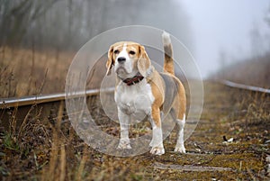 beautiful dog breed Beagle on a walk