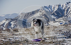 Beautiful dog of breed Border Collie in winter in the mountains