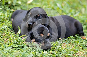Beautiful dog breed of Dachshund puppies on a grass field, siblings love, always together, just open their eyes
