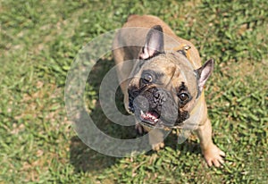 Beautiful dog breed french bulldog fawn color sitting on the green grass outdoors in spring, close-up, pet in park in the morning