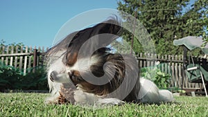 Beautiful dog breed Papillon gnaws spruce cone on lawn stock footage video